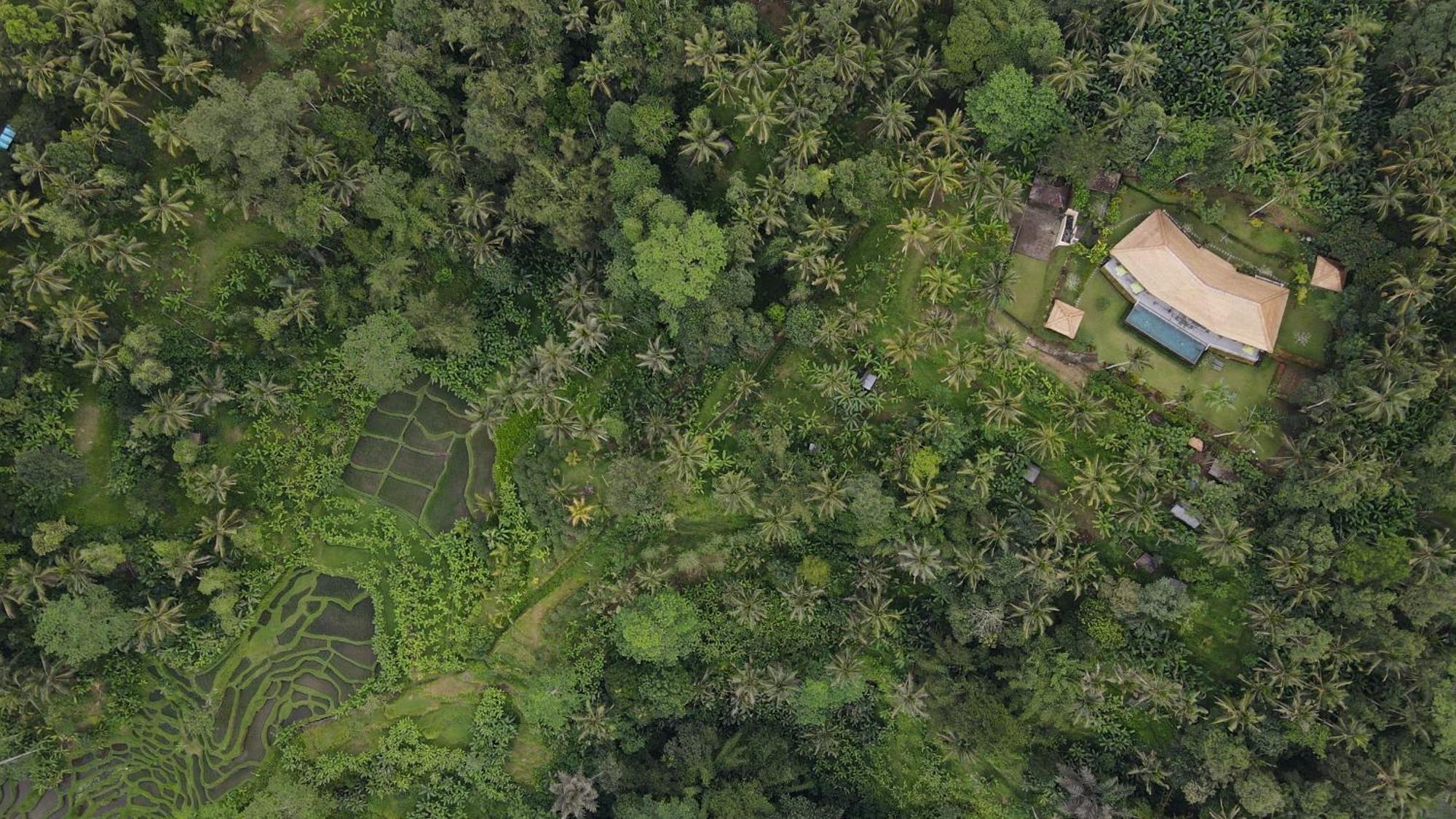 Villa Themma Jungle - Sumptuous 3Br Luxury Villa With Majestic Jungle View North Of Ubud Extérieur photo